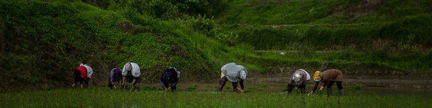۳۰ درصد مردم شمال برنج خارجی مصرف می‌کنند/ کشاورزان رغبتی برای فروش محصولات ندارند