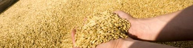 حرکت به سمت خودکفایی گندم و کاهش واردات در دولت سیزدهم