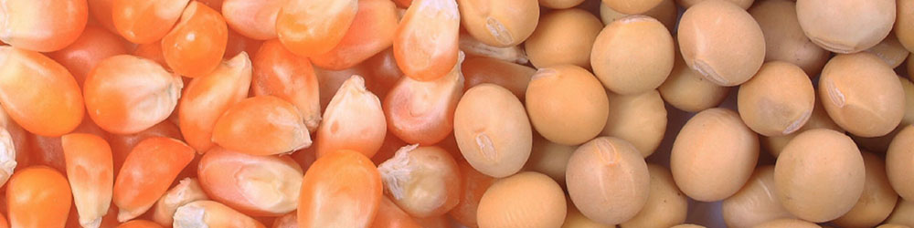 اوکراین از فهرست تامین‌کنندگان نخست غلات ایران خارج شد