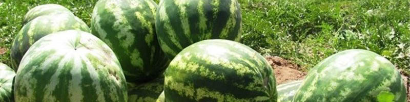 ممنوعیت صادرات در پیک تولید راه حل مناسبی نیست