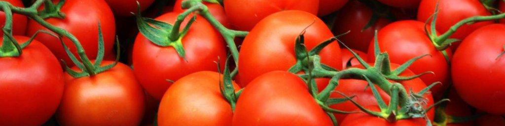 عوارض صادرات گوجه‌فرنگی نیم درصد شد