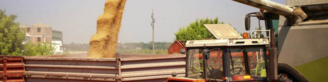 پیش‌بینی رشد ۱۰ درصدی تولید ۳ غله مهم ایران در سال ۲۰۲۳