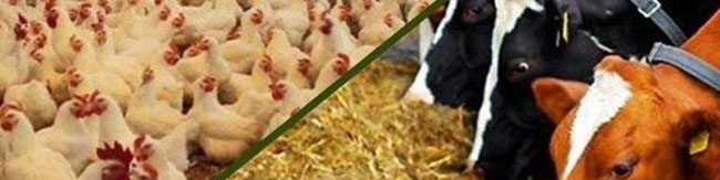صادرات خوراک دام و طیور ممنوع شد