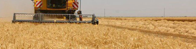 افزایش تولید و خرید گندم؛ از دستاوردهای دولت سیزدهم در بخش کشاورزی