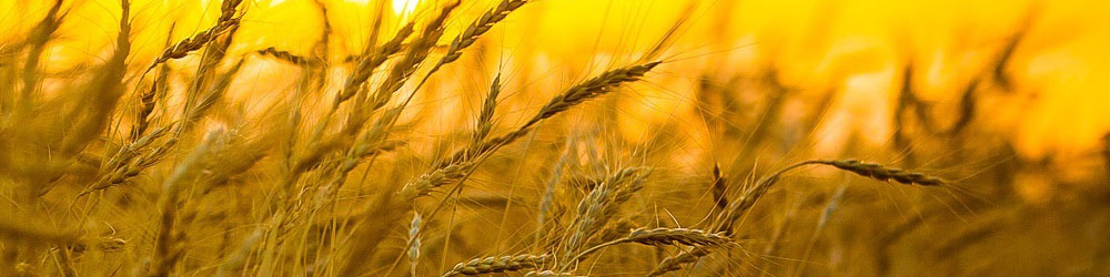 خرید تضمینی گندم از 8 میلیون تن عبور کرد