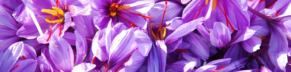 حذف عوارض صادراتی زعفران