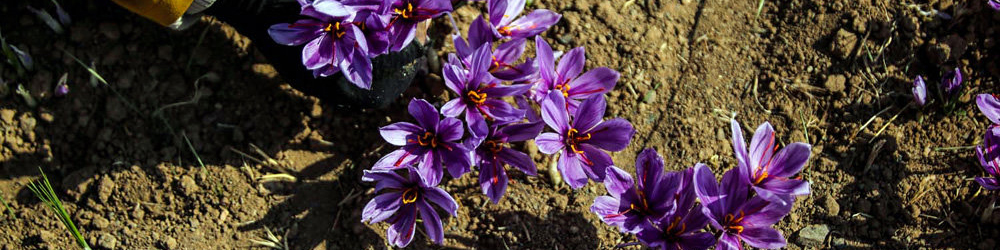 افت ۴۰ تا ۶۰ درصدی تولید زعفران / هر کیلو ۱۳۰۰ دلار