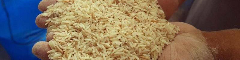 اختلال در شفافیت بازار برنج