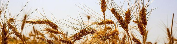 اعلام نرخ خرید تضمینی گندم و هفته‌ای که نمی‌آید