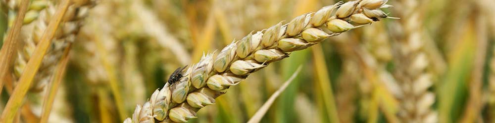 نرخ خرید تضمینی گندم 27 دی اعلام می‌شود