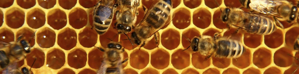 ۱۲۱ هزارتن عسل در کشور تولید شد