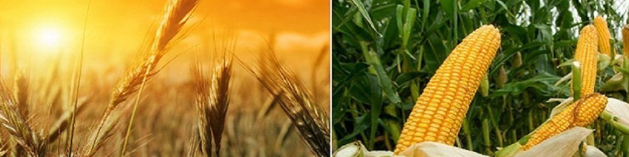 نگرانی کشاورزان از تاخیر در تعیین تکلیف قیمت محصولات اساسی