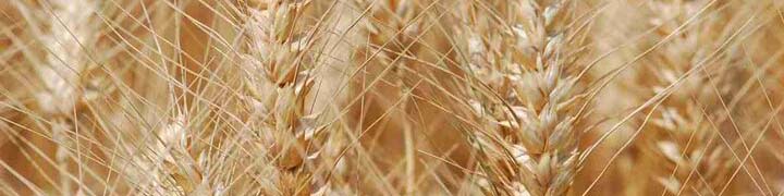 پرداخت ۱۶۰ همت طلب گندم‌کاران از صندوق توسعه ملی/ افزایش ۱۳۲ درصدی قیمت کود در سال جاری