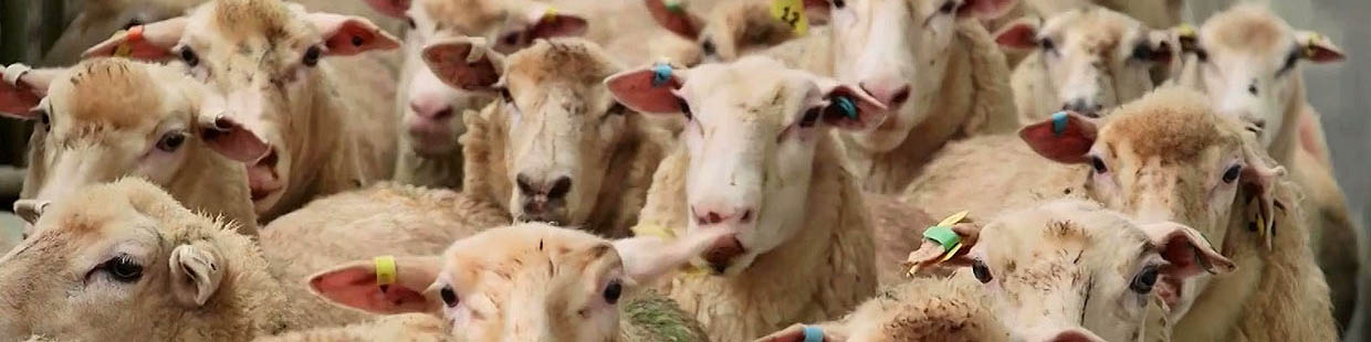 جمعیت دام سبک کشور ۶۰ میلیون راس است/ قیمت گوشت از بهار کاهشی می‌شود
