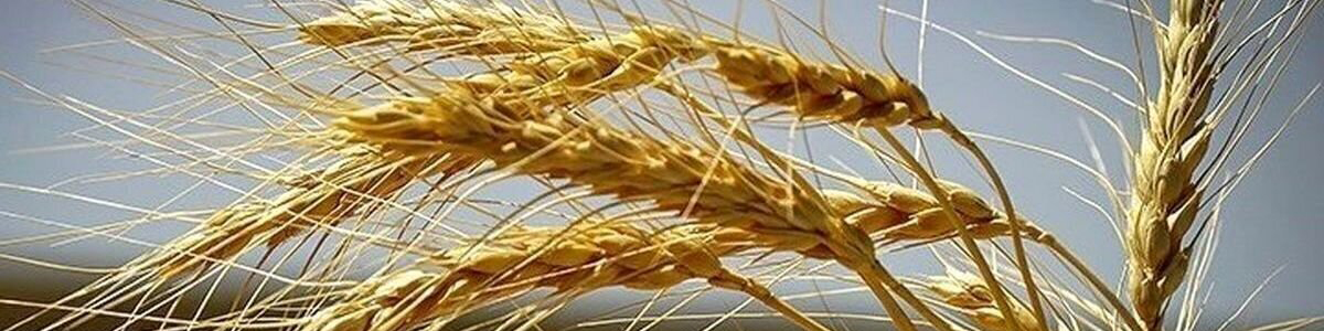 اما و اگرهای خرید خوشه‌های طلایی از اصلاح قیمت تا خرید کیفی